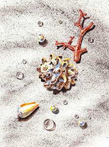 Seashells and Corals Decorative Design Feature